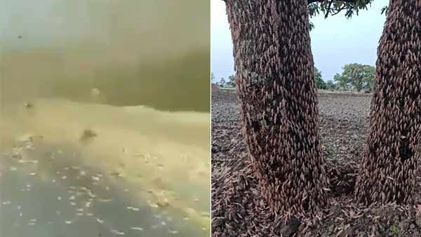 ஜெய்ப்பூரில்... மொட்டை மாடி முழுவதும்.. வெட்டுக்கிளிகள்.. சாரை சாரையாக.. பரபரக்கும் வீடியோ!