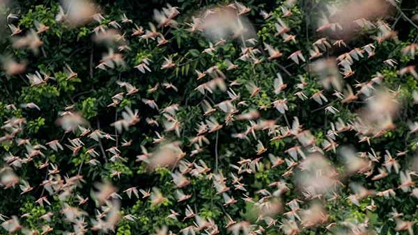 தமிழகத்திற்கு வெட்டுக்கிளிகள் படையெடுத்து வருமா?.. அப்டியே வந்தாலும் எப்படி தடுக்கலாம்?.. வேளாண்துறை