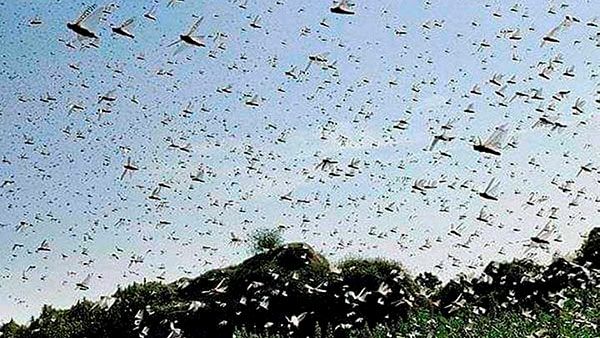 தென் இந்தியாவிற்கு பரவும் வெட்டுக்கிளி தாக்குதல் அபாயம்? கர்நாடகாவிற்கும் வார்னிங்.. பரபரப்பு