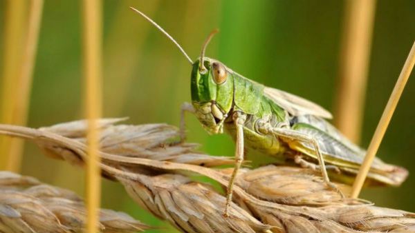 விவசாயத்தை நாசம் செய்யும் வெட்டுக்கிளிகள் - முன்பே எச்சரித்த தமிழ் பஞ்சாங்கம்