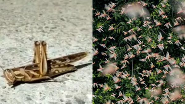 இதுவரை கண்டதில்லை.. நீலகிரியில் குவியும் புதிய வகை வெட்டுக்கிளிகள்.. அதுவா இது? பீதியில் விவசாயிகள்