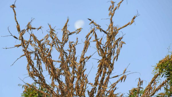 ராஜஸ்தானை நையப்புடைத்த வெட்டுக் கிளிகள்.. அடுத்து டெல்லிக்கு மிரட்டல்.. உ.பியிலும் உஷார் நிலை!