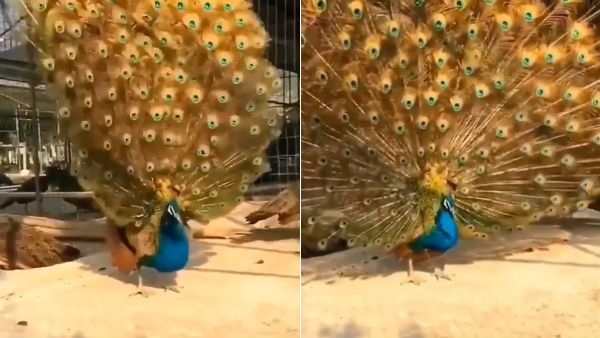 பெண் மயிலைக் கவர.. தோகை விரித்தாடிய ஆண் மயில்... கண் கொள்ளா காட்சிதான் போங்க!