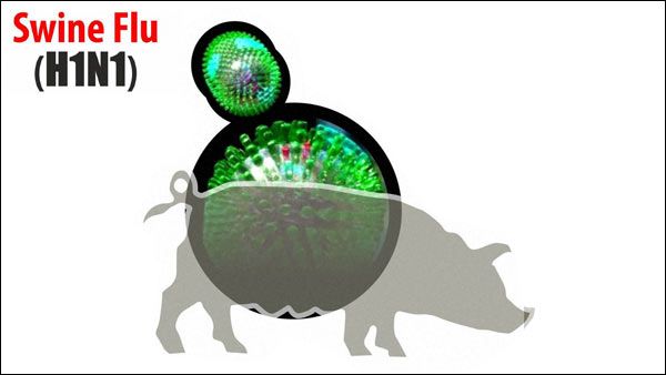 அஸ்ஸாமில் ஆப்பிரிக்கா பன்றி காய்ச்சலால் 2,500 பன்றிகள் உயிரிழப்பு- சீனாவில் இருந்து இறக்குமதி