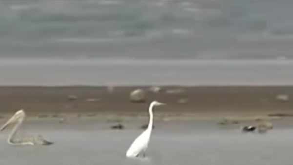 கண்களுக்கு விருந்து.. பவானிசாகர் அணை நீர்த்தேக்கத்தில் மீனுக்காக காத்திருக்கும் பெலிகான் பறவைகள்