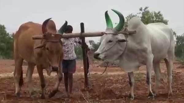 வெறும் 12 வயசுதான்.. விவசாயத்தை தூக்கி பிடிக்க தந்தையுடன் போராடும் கவிக்குமார்.. கரூரில் நெகிழ்ச்சி