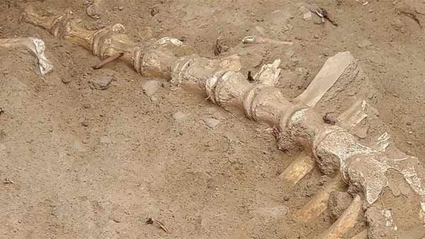 தோண்ட தோண்ட ஆச்சரியம்.. கீழடிக்கு அருகே மணலூரில்.. வித்தியாசமான விலங்கின் பிரமாண்ட எலும்புக்கூடு