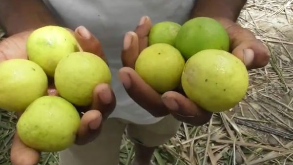 இயற்கை விவசாயத்தால், குறைந்த செலவில் அதிக மகசூல்.. கிருஷ்ணகிரி மாவட்ட எலுமிச்சை விவசாயிகள் மகிழ்ச்சி