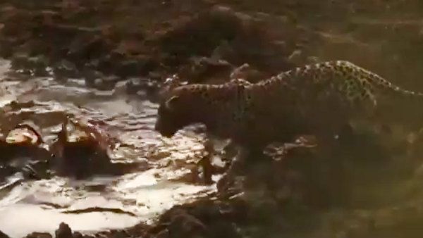 குழம்பிய குட்டையில் மீன் பிடிக்கும் சிறுத்தை... எல்லாம் பசிக்கொடுமை.. வேறென்னத்தச் சொல்ல..!