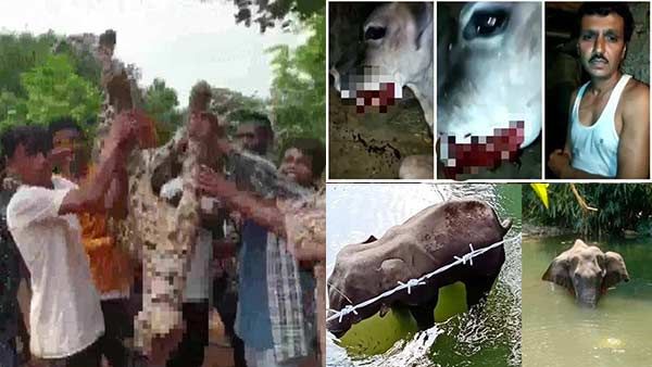 முதல்ல யானை.. பிறகு பசு மாடு.. இப்ப சிறுத்தை.. என்னாச்சு மனிதர்களுக்கு.. கொடூரத்திற்கு அளவே இல்லையா!