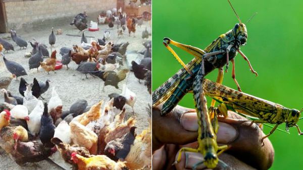 மிரட்டும் வெட்டுக் கிளிகள்.. வளைத்துப் பிடித்து கோழிக்கு தீவனமாக்கும் விவசாயிகள்.. பலே பாகிஸ்தான்!