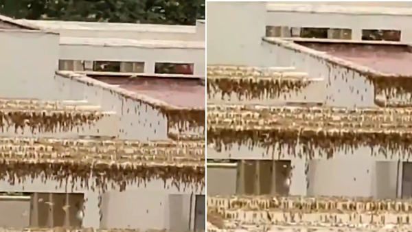 குருகிராமில் வானத்தை மறைத்தபடி படர்ந்து காணப்படும் வெட்டுக்கிளிகள்.. இத்தனை நாளாய் எங்கிருந்தீர்?