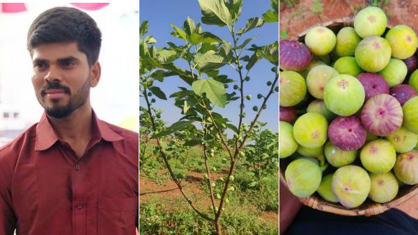 Agri: படித்ததோ எம்.பி.ஏ... பார்ப்பதோ விவசாயம்... அத்திப்பழம் சாகுபடியில் அசத்தும் திருப்பூர் இளைஞர் 