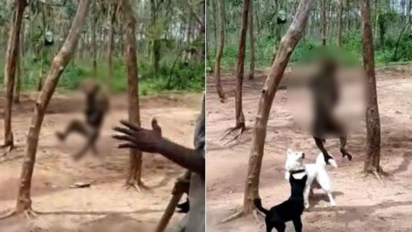 நெஞ்சை நொறுக்கும் வீடியோ.. குரங்கை தூக்கில் தொங்க விட்டு.. நாய்களுக்கு உணவாக்கி ரசித்த கொடூரன்!