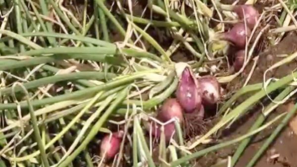 நோய் தாக்குதலின் பிடியில் அழுகும் வெங்காயம்- நிவாரணம் கோரும் விவசாயிகள் 