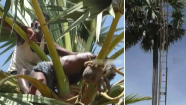 பாவம்.. பனை மரத்தின் உச்சியில் துடித்த உயிர்.. தொழிலாளியின் கடைசி நிமிடங்கள்.. பதறவைத்த தூத்துக்குடி