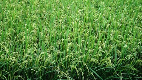 ஒரு சொட்டு நீரில் அதிக விளைச்சல் திட்டத்தின் கீழ் மாநிலங்களுக்கு ரூ.4000 கோடி ஒதுக்கீடு