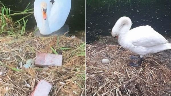 செங்கல்லை எடுத்து முட்டையை உடைத்த சிறார்கள்.. இதயம் நொறுங்கி.. பரிதாபமாக செத்துப் போன அம்மா வாத்து!