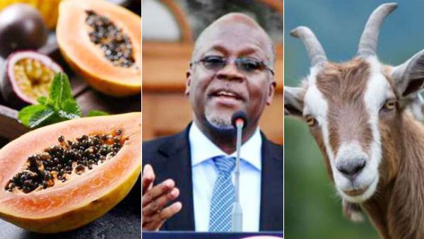 ஆட்டுக்கும், பப்பாளி பழத்துக்கும் கொரானாவோ.. நாங்க ஃப்ரி ஆகி விட்டோம்.. அறிவித்தார் தான்சானிய அதிபர்