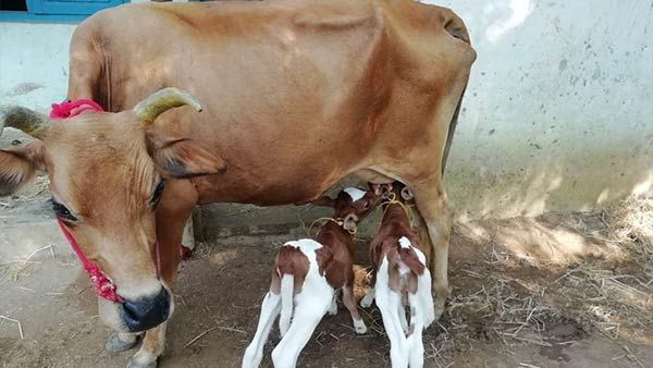அரிது.. ஒரு பசு மாட்டுக்கு பிறந்த இரு கன்றுக் குட்டிகள்.. ஆச்சரியமாக பார்த்து செல்லும் மக்கள் 