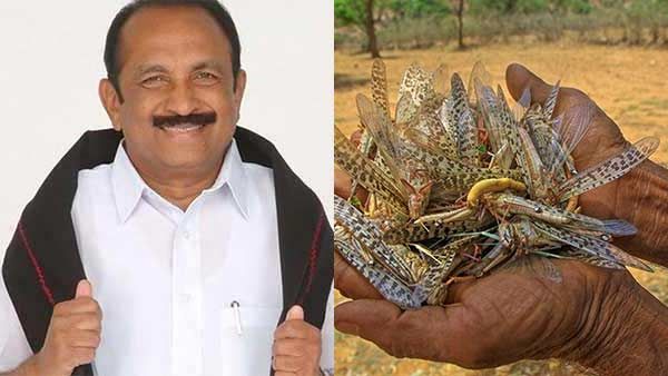 எங்க ஊருக்கும் வெட்டுக் கிளிகள் வந்துருச்சு.. பருத்தி செடிகள் மீது படர்ந்திருக்கிறது- வைகோ