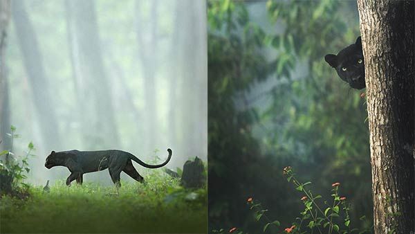 சத்தீஸ்கரைத் தொடர்ந்து.. கர்நாடகாவில் சுற்றித் திரியும் கருஞ்சிறுத்தை.. புகைப்படம் வைரல்!!