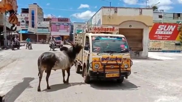 திடீரென விற்கப்பட்ட பசுமாடு.. 1 கிமீ தூரம் டெம்போவை துரத்தி சென்ற காளை.. உருக்கமான கதை!