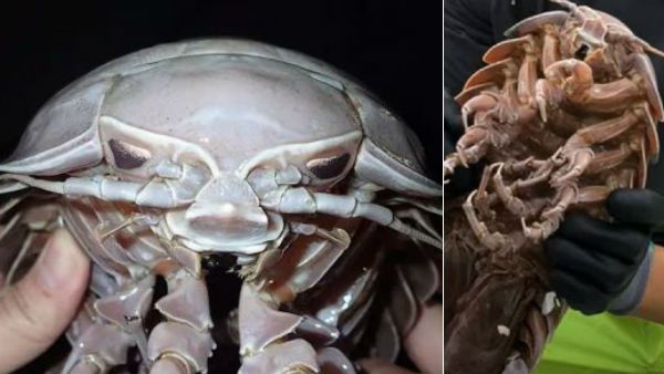 தம்மாத்துண்டு கரப்பான்பூச்சிக்கே ஊரை கூட்றோமே.. இந்தா பாருங்க!.. ராட்சத கரப்பான்பூச்சி கண்டுபிடிப்பு