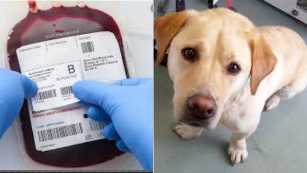 தயவு செய்து இதை நாய்னு இனிமேல் சொல்லாதீங்க.. ரத்ததானம் செய்த கடவுள்.. கத்துக்குவோம் நாமளும்!