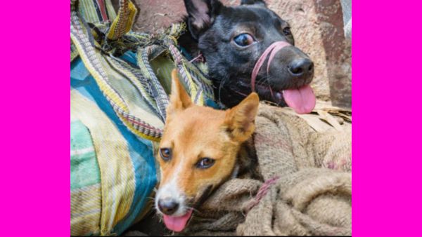 கோணிப்பைக்குள்ளிருந்து.. தலையை வெளியே எட்டி பார்த்து.. பரிதாப நாய்கள்.. பதற வைக்கும் நாகாலாந்து ஷாக்