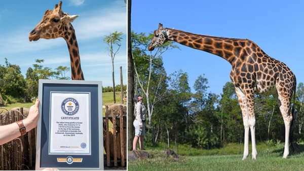 ஒட்டகச்சிவிங்கினாலே உயரம் தான்.. அதிலும் இந்த ‘பாரஸ்ட்’ கின்னஸ் சாதனை எல்லாம் படைச்சிருக்குங்க!