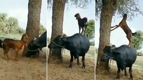 சரியான ஆட்டு மூளைக்காரன்.. இந்த போட்டோவைப் பார்த்தால் இனிமே இப்படி யாரையும் திட்ட மாட்டீங்க!