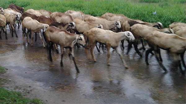 ஆதரவற்ற நிலையில் இருக்கும் பெண்ணா நீங்கள்?- ஐந்து ஆடுகள் இலவசம்: அரசாணை வெளியானது