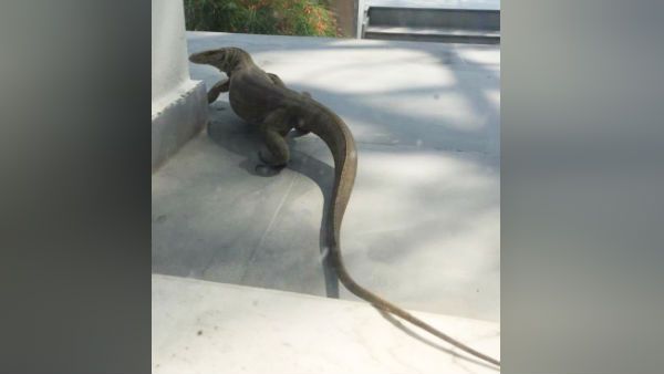 டெல்லியில் வீட்டுக்குள் புகுந்த மெகா சைஸ் பல்லி... அலறிய நெட்டிசன்ஸ்!!