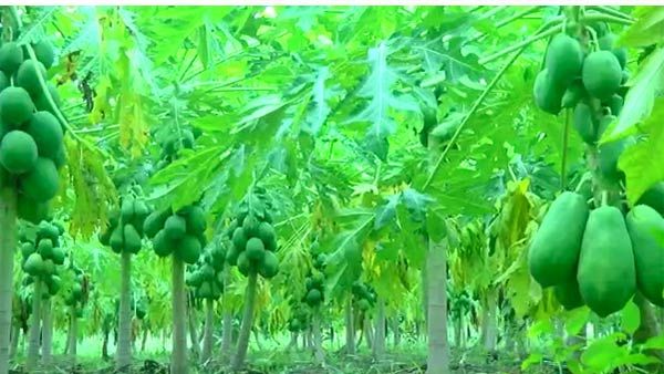 பப்பாளி சாகுபடிக்கு விருப்பமா.. ஹைப்ரிட் மருத்துவ குணம் உள்ள ரகத்தை முயற்சி பண்ணுங்க.. நல்ல டிமாண்ட்