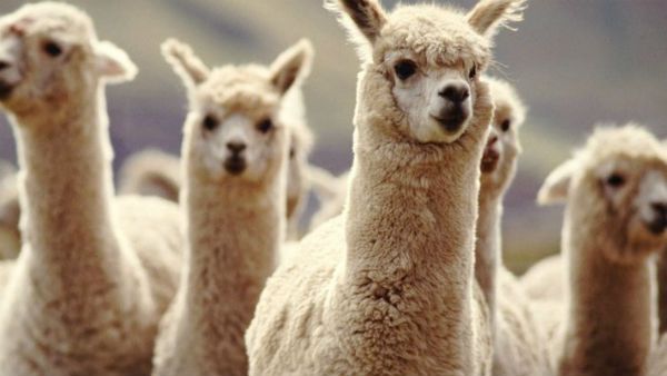 லாமாஸ் விலங்குகள்.. கொரோனாவை கண்டதும் வீழ்த்தும் சக்தி வாய்ந்த ஆண்டிபாடி.. நம்பிக்கை தரும் ஆராய்ச்சி