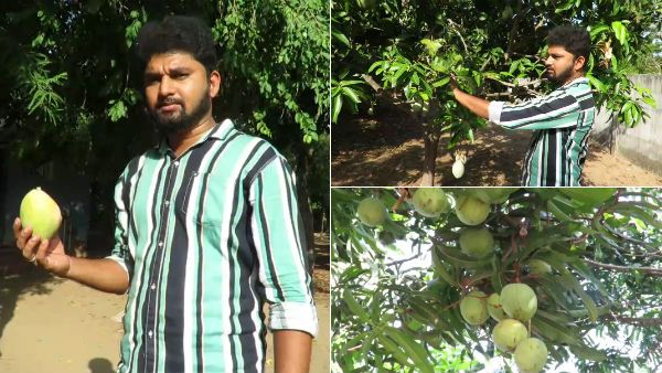 ஸ்ரீரங்கத்தில் விளையக் கூடிய இமாம் பசந்த் ரக மாம்பழங்களை நாகூரில் விளைவித்து அசத்தல்.. நல்ல லாபம்