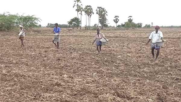  நாகை கடைமடை பகுதியில் காவிரி நீர்.. நேரடி நெல் விதைப்பு- விவசாய பணிகள் கனஜோர்