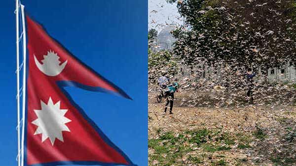 இதனால் சகலமானவருக்கும்.... 1 கிலோ வெட்டுக்கிளிகளை பிடித்து வந்தால் ரூ300 சன்மானம்- நேபாள விசித்திரம்