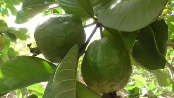 ஆயக்குடி கொய்யா சந்தையை மூடினா என்ன.. ஆன்லைன் மார்க்கெட் இருக்கே.. அசத்தும் பழனி மகுடீஸ்வரன் 