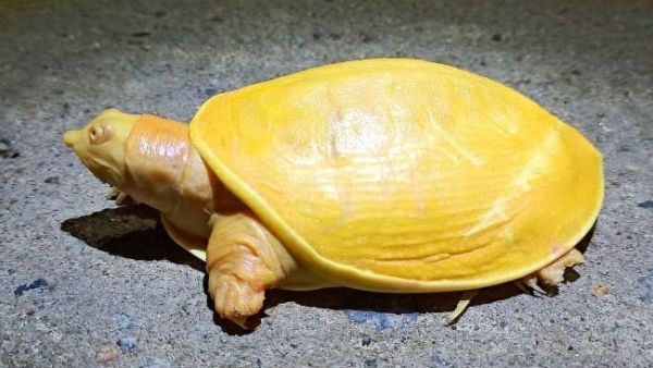 ஒடிசாவில் அதிசய மஞ்சள் நிற ஆமை...இதற்குக் காரணம் இதுதானாம்