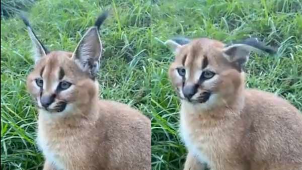 எம்மாம் பெரிய காது.. அப்படியே ஆன்டெனா மாதிரியே.. நீட்டி மடக்க 20 தசைகள் உதவுதாமே.. செம உஷார் பூனை!