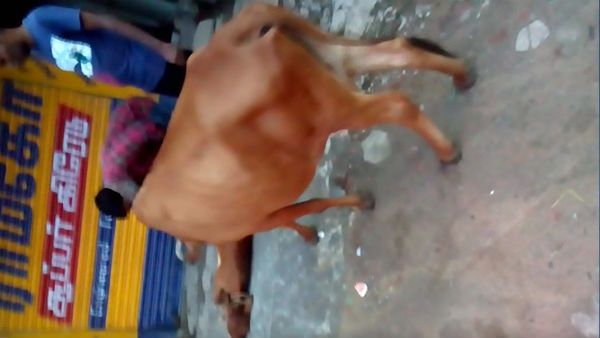 ஊரடங்கை மீறி வெளியே வந்த நபரின் வேன் மோதி இறந்த கன்றுக்குடி.. உதவிக்கு அழைத்த பசு