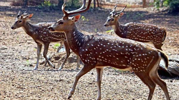 சிவகங்கை.. ஊருக்குள் வந்த மான்கூட்டம்.. வேகமாக சேஸ் செய்த நாய்கள்.. கடைசியில் எதிர்பாராத திருப்பம்!