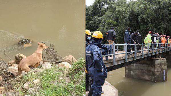 மூணாறு நிலச்சரிவு: வளர்த்தவர்களை தேடி அழும் செல்லப்பிராணிகள் - சிறுமியை மீட்க உதவிய நாய்