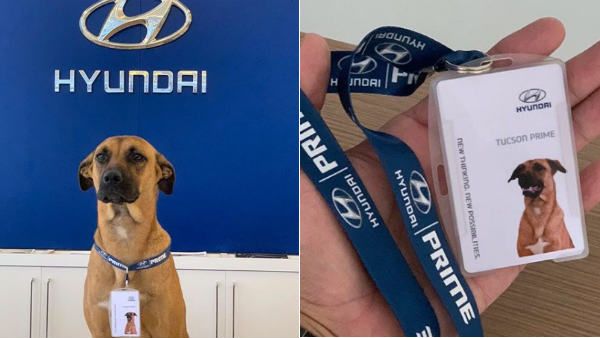 புது வேலை.. கழுத்துல ஐடி கார்டு.. தெருநாய்க்கு அடித்த அதிர்ஷ்டம்.. ஏக்கப்பெருமூச்சு விடும் மக்கள்!