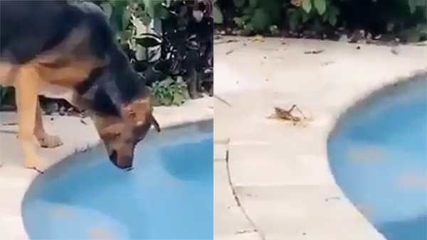 பிறரிடத்தில் கருணை காட்டுங்கள்.. தன்னலமற்ற செயல் மூலம் மனிதருக்கு பாடம் கற்பிக்கும் நாய்கள்- வீடியோ