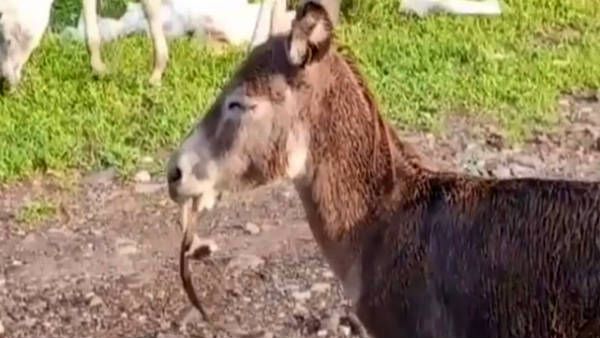 கழுதையின் வாயில் புல்லுடன் ஒரு பாம்பு.. இரண்டும் நடத்திய உயிர் போராட்டம். அரிய சம்பவம் நடந்தது என்ன?