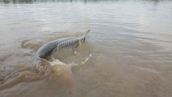 ஒகேனக்கல் ஆற்றில் மீனவரின் வலையில் சிக்கிய 106 கிலோ ராட்சத மீன்.. வைரல் வீடியோ