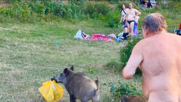 மானத்தை விட லேப்டாப் முக்கியம்.. பன்றிகளைத் துரத்திக் கொண்டு நிர்வாணமாக ஓடிய இயற்கை ஆர்வலர் !